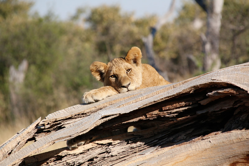 Caught Napping by Liz Hextall
